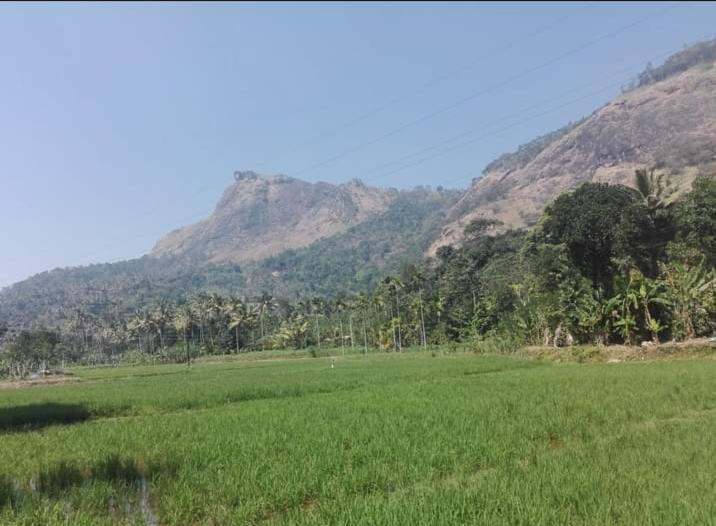 Homestay Lush Greens *